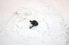2009 Suzuki LT-A400F Oem Gear Shift Cam 25356-12C00 AS26 Used. Price: $9.99.