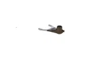 Honda Fork 24212-HR6-A60 Oem New. Price: $62.49.