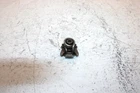 2000 Yamaha Kodiak 400 Oem Shift Lever 5KM-18191-00-00 4SH-18198-00-00 AY26 Used. Price: $19.99.